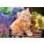 Puzzle Ginger Kitten Kotek 500 el